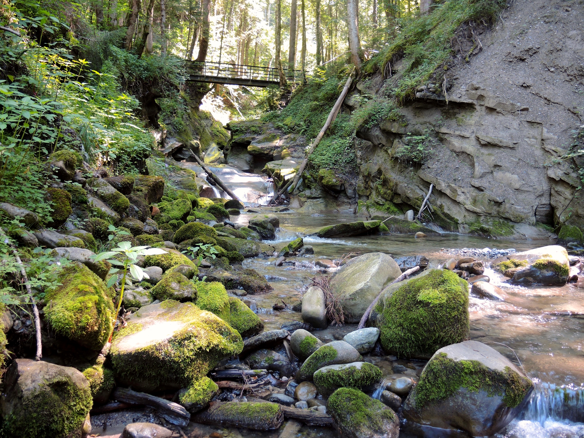  Fluss fließt über moosbewachsene Steine im Wald - das Bild wird mit Klick vergrößert 