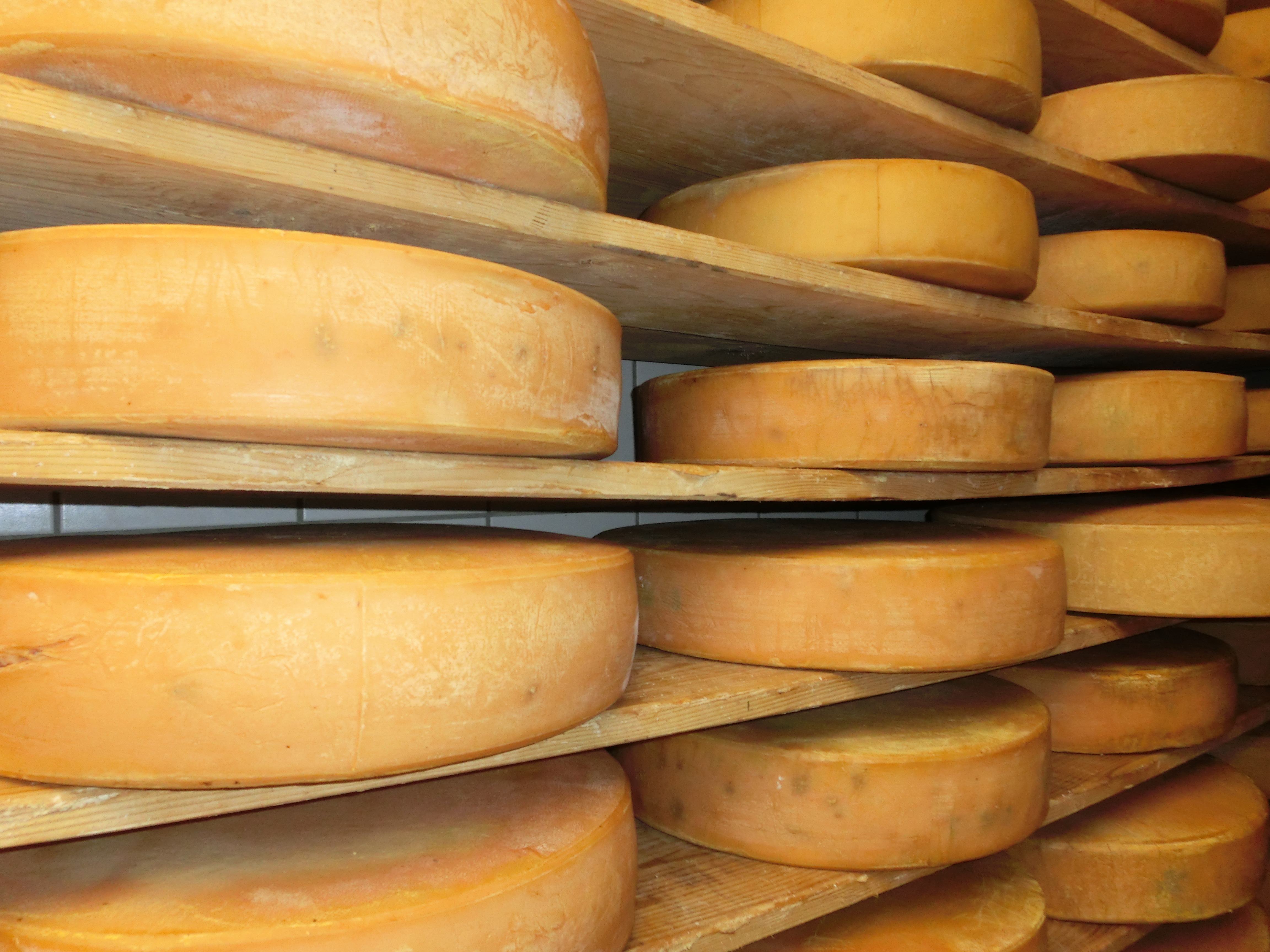  Runder Käse in Regalen - das Bild wird mit Klick vergrößert 