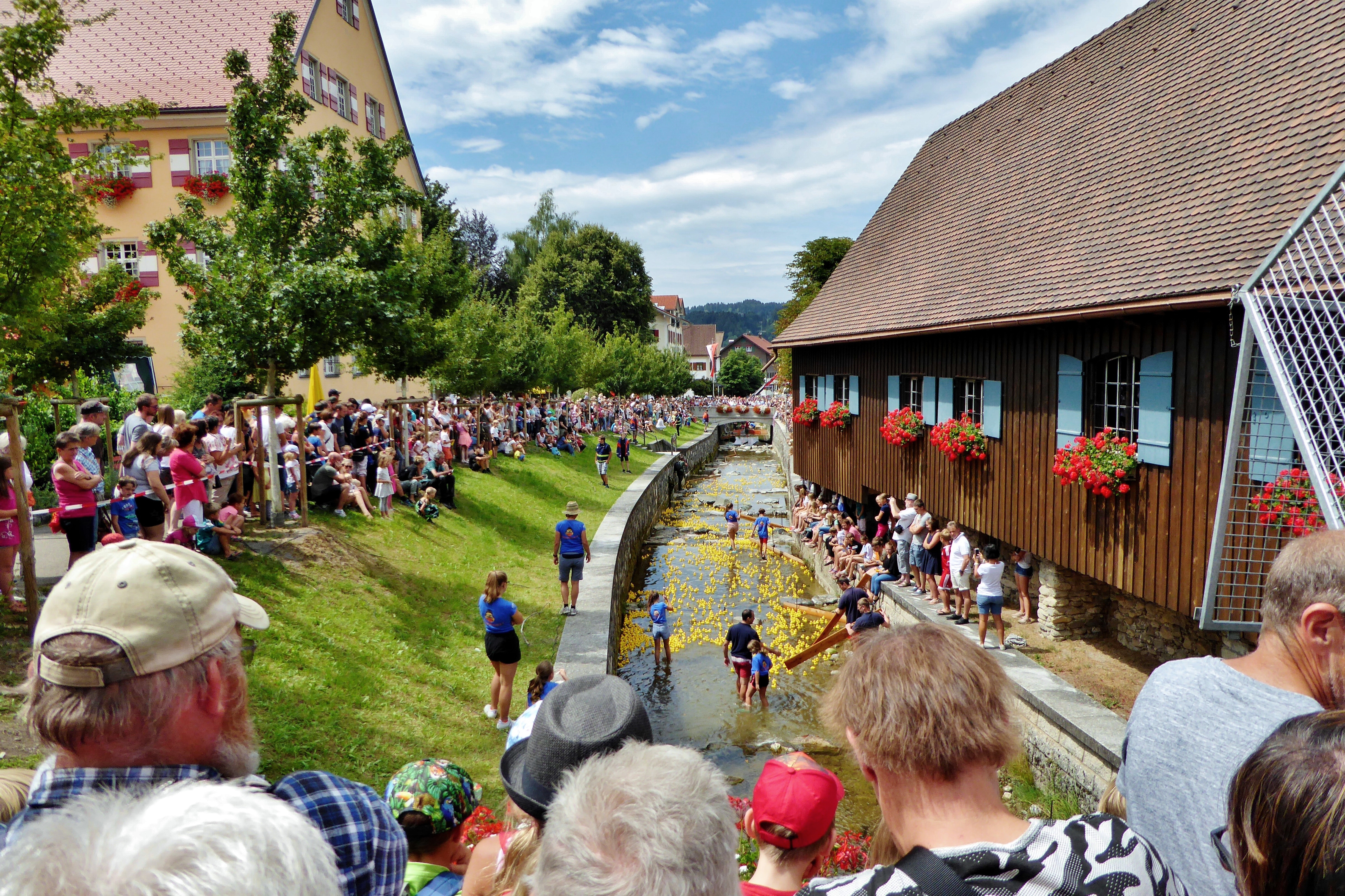  Entenrennen findet im Hausbach statt und viele Leute schauen zu - das Bild wird mit Klick vergrößert 