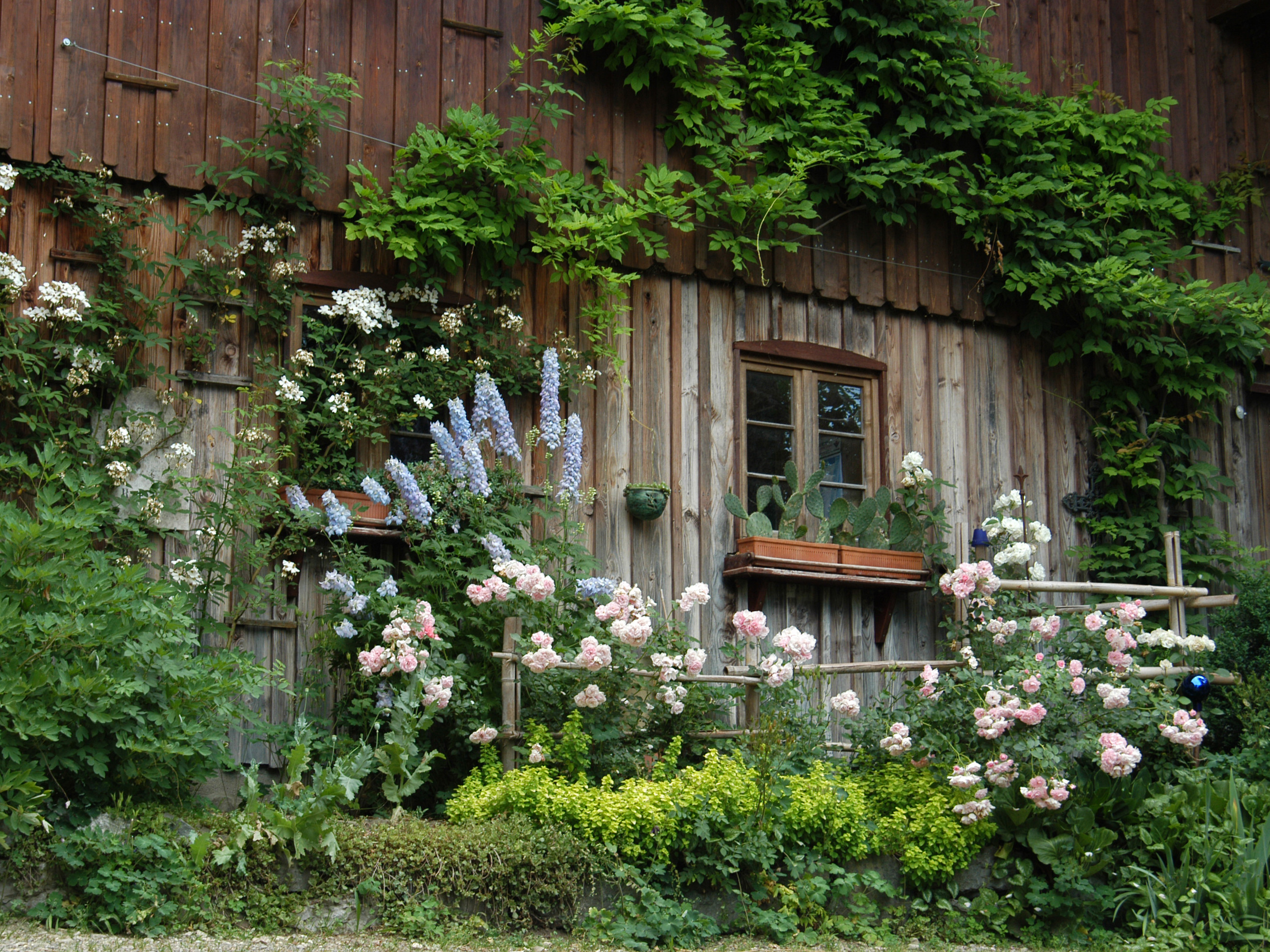  Zugewachsenes Holzhausfassade mit Blumen im Vorgarten - das Bild wird mit Klick vergrößert 